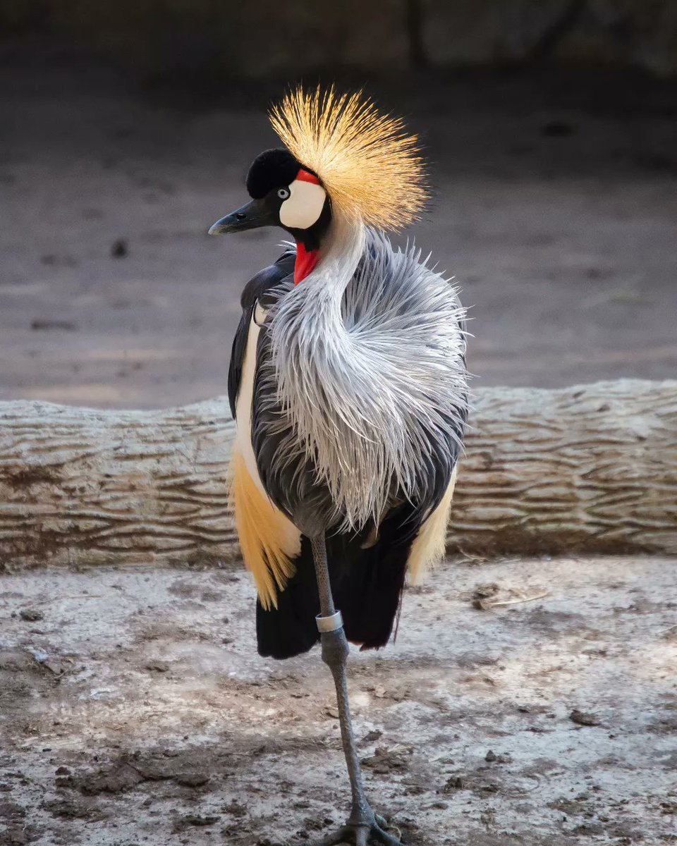 GybnNigerian's tweet photo. DID YOU KNOW!
The official national animal of Nigeria is not the eagle, but rather the black-crowned crane.
#BiodiversityDay #BuildBackBiodiversity #GYBN #GYBN_Nigeria#BiodiversityYouthWave #Biodiversity #StopTheSame #YouthIntoAction #NigeriaYouthInAction https://t.co/WE8FOu9fjq