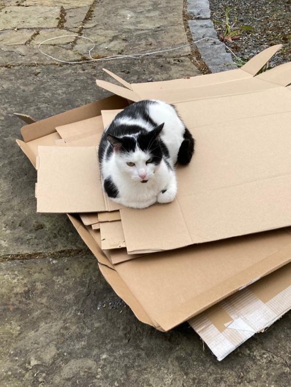 dannykellywords's tweet photo. Sorry, planet Earth. ZaZa has decided the recycling can wait. #catsofIreland https://t.co/9qnPAPArre