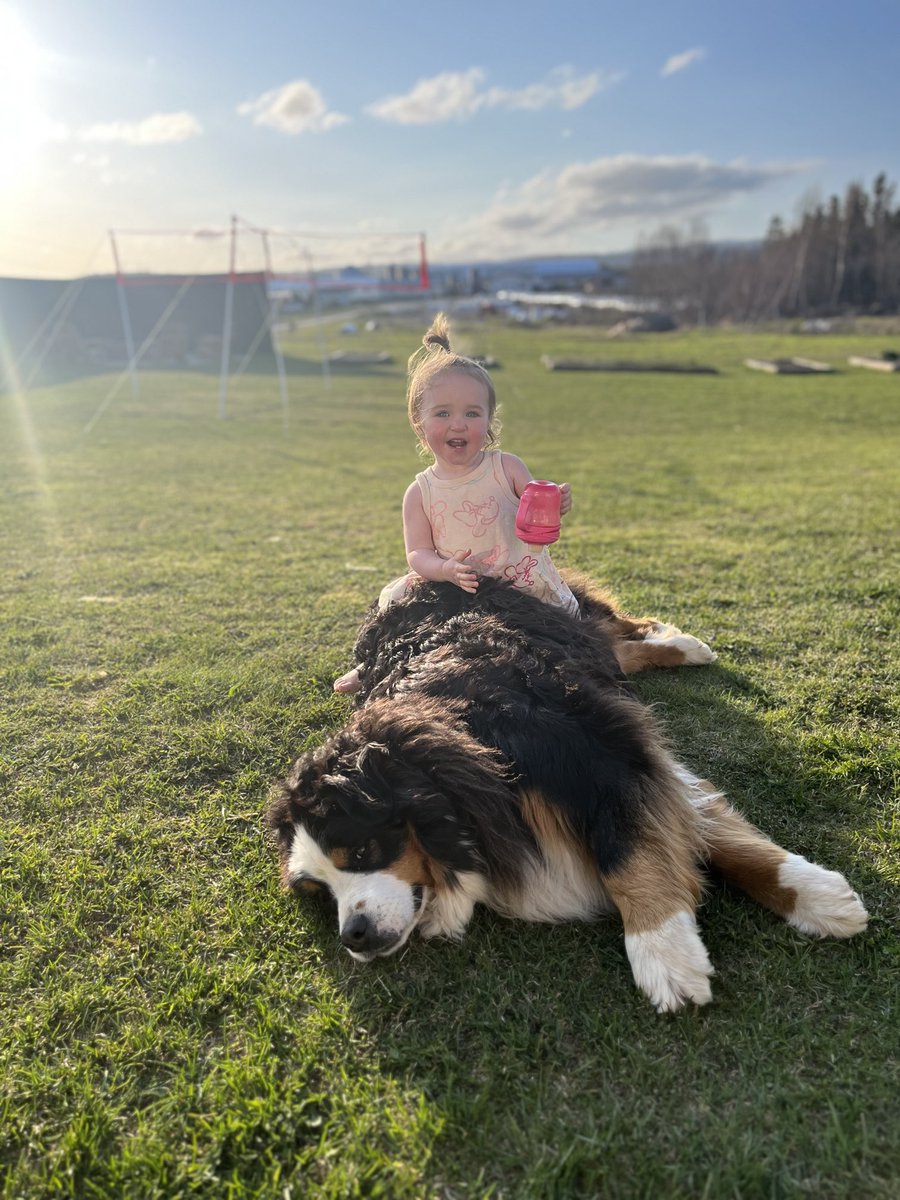 #Blessed 
<a href="/bernese/">bernese</a>. My Littlest loves her puppies ⁦<a href="/jessmurph7/">Jessica Murphy</a>⁩