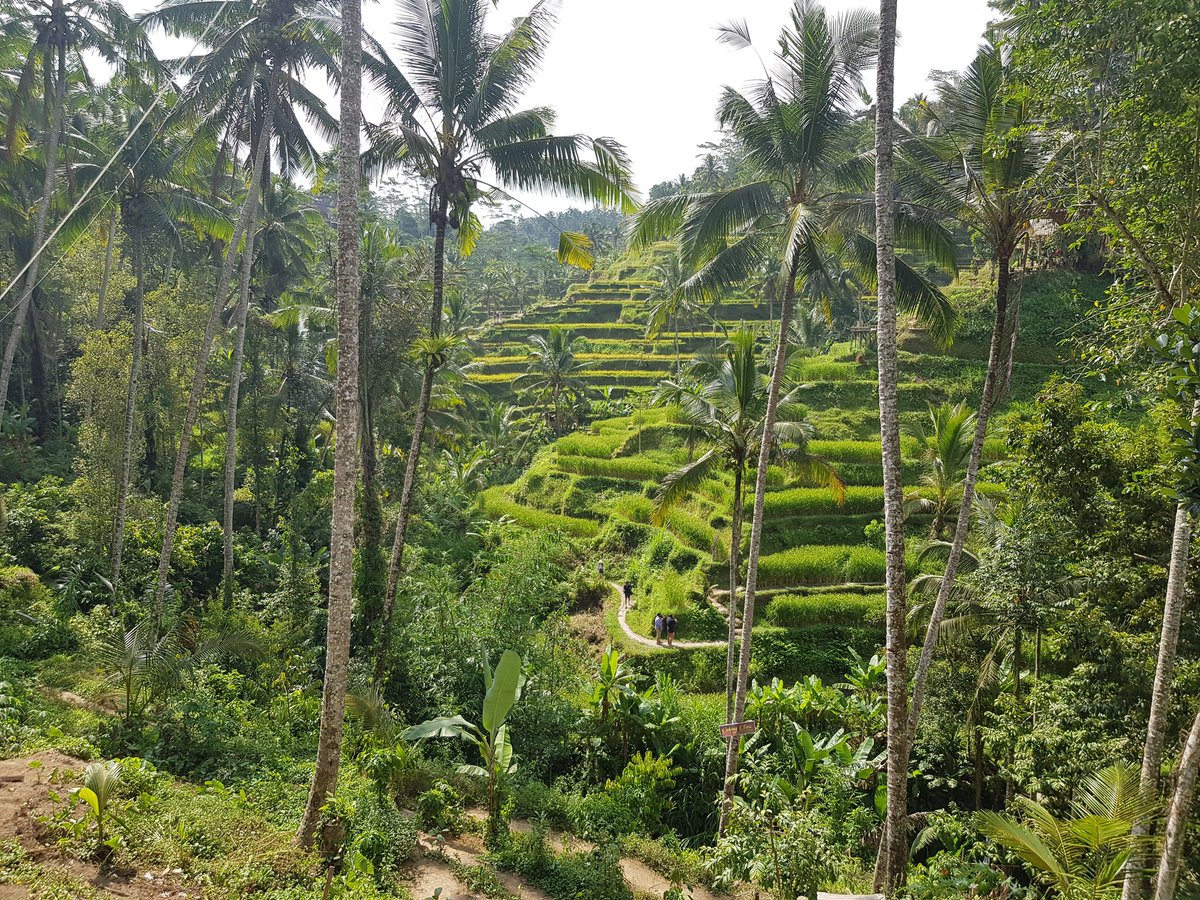 webcamera24's tweet photo. 🇮🇩 Rice Terrace Tegalalang, Bali, Indonesia
🌾 Bali webcams:
🔗 https://t.co/CZ9k97fRqq
#webcamera24 #baliamazing #balitrip #balitravel #balitraveller #balitravels #balitraveler #balitravelling #balivacation #visitbali #balilove #balilovers #balilover #balilovers❤️ #baliguide https://t.co/YJZ4r8r5nt