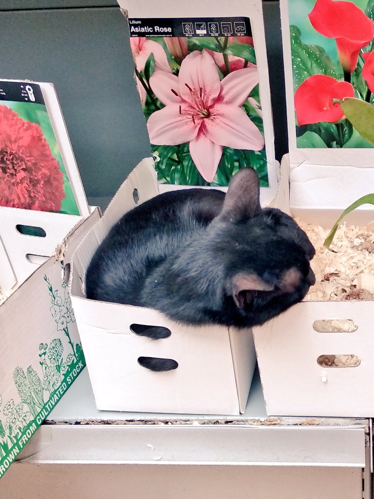 CarelAsensio's tweet photo. ¿Asiatic Rose? o ¿Canary black? 🤔🌸🐱
#Dominguear #VistoAlPasar #Vivero #GardenPlantaViva #plantas #Bulbos #tierra https://t.co/CktwXp7O3O