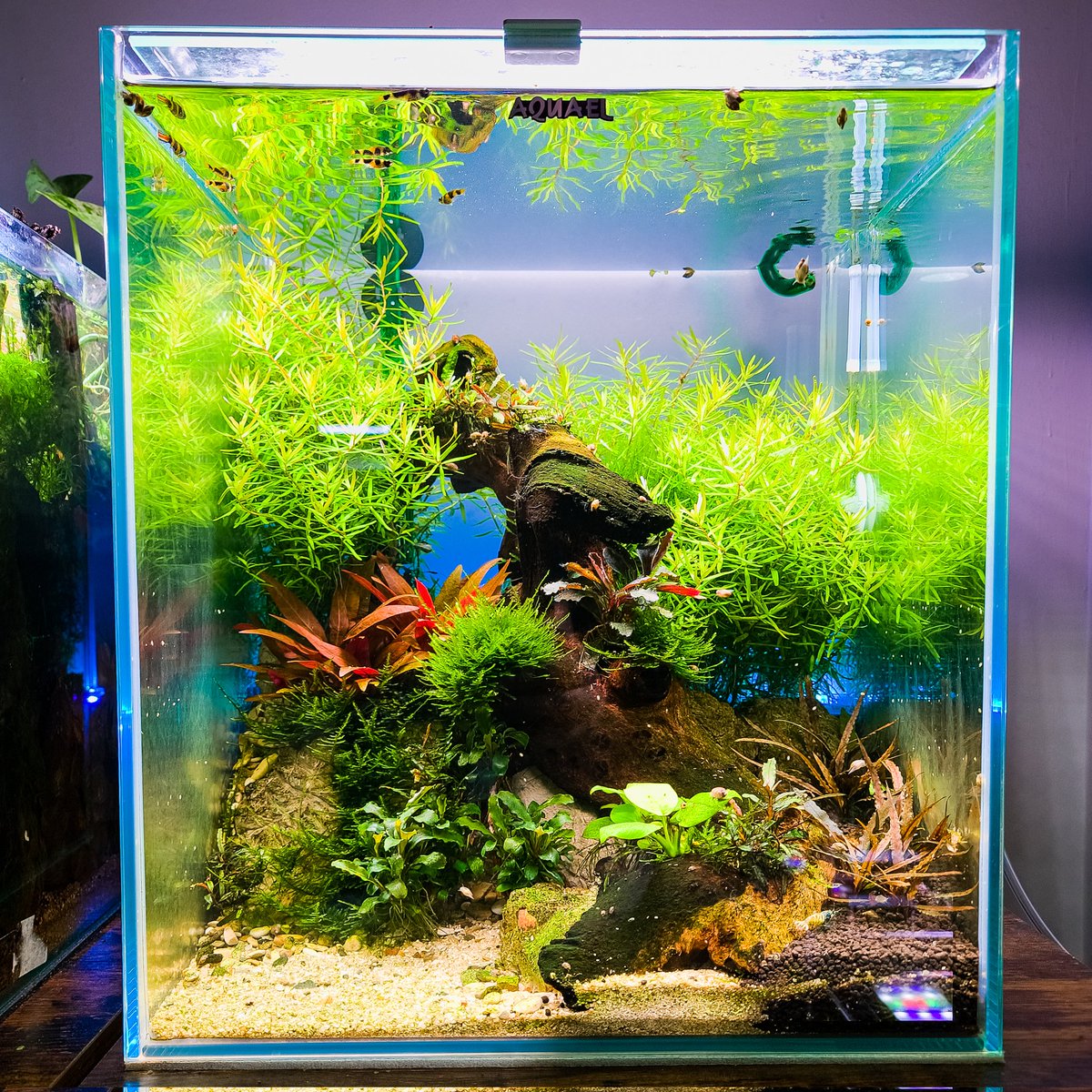 HobbyScapes's tweet photo. DIY LED Backlight, fairly happy with how it turned out at first try...

#aquascaping #aquascape #fishkeeping #aquaticplants #fishtank #natureaquarium #plantedtank #plantedaquarium https://t.co/9bkuljTqIw