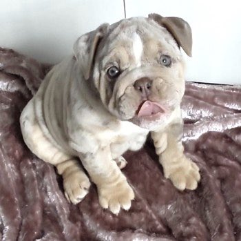 #PUPPY ANGEL STOLEN FROM HER GARDEN Female #Bulldog
#Stolen from #Sutton, #StHelens #Merseyside #Ward, WA9 on 20 May 2023 

@MerseyPolice on 101 Crime Stoppers anonymously on 0800555111

DogLost: doglost.co.uk/dog-blog.php?d…

#PetTheftReform #PetAbduction #LOSTDOG #MakeChipsCount