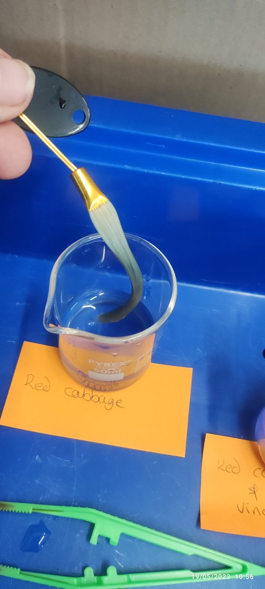ClywedogScience's tweet photo. Year 7 are investigating natural hair dyes as part of our Just The Job unit. https://t.co/Rel1YUPihs