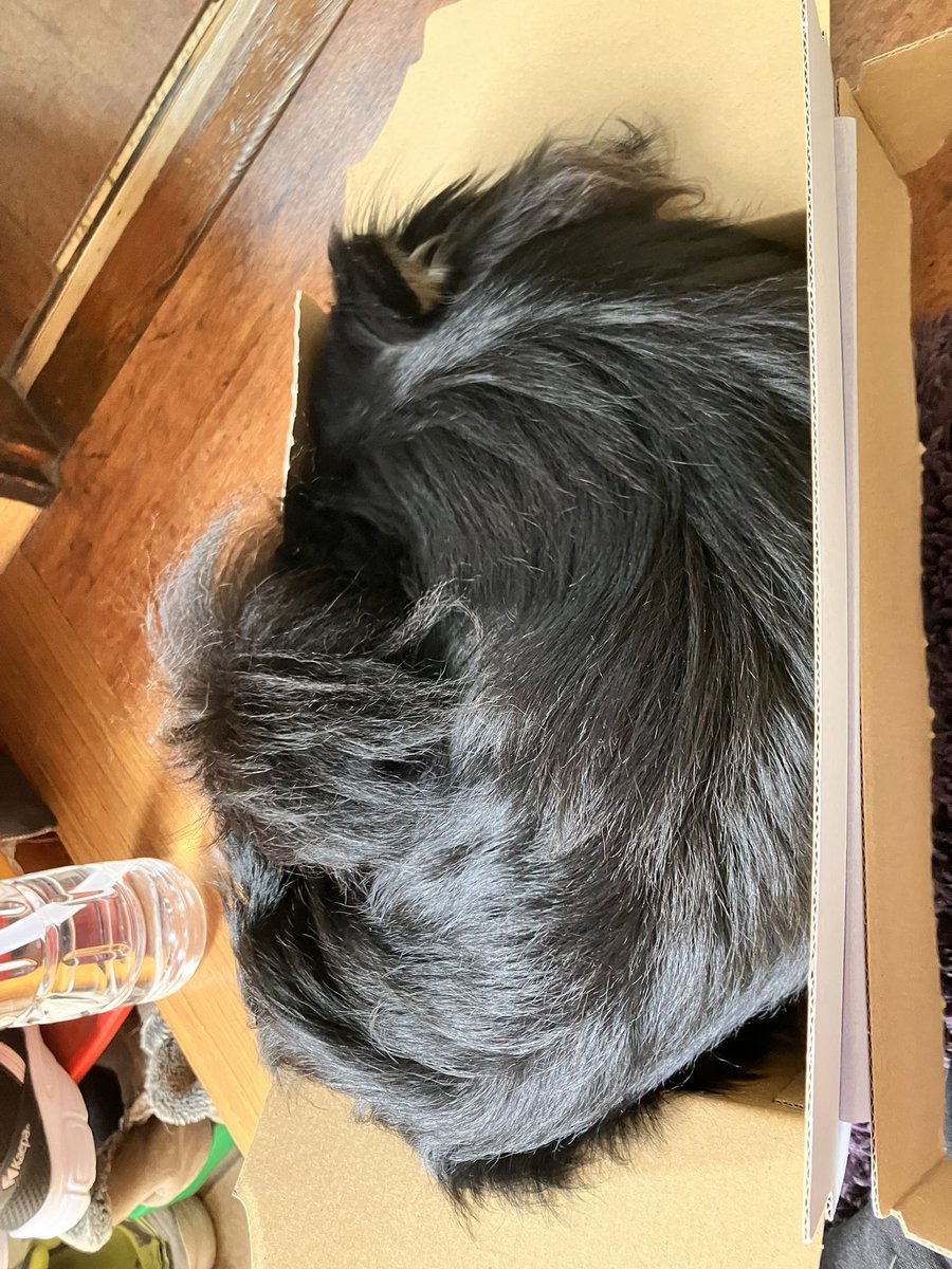 箱に入りたがるイッヌ、猫ちゃんかな？
#チワワのいる暮らし 
#犬のいる暮らし https://t.co/otJcq9XKbD