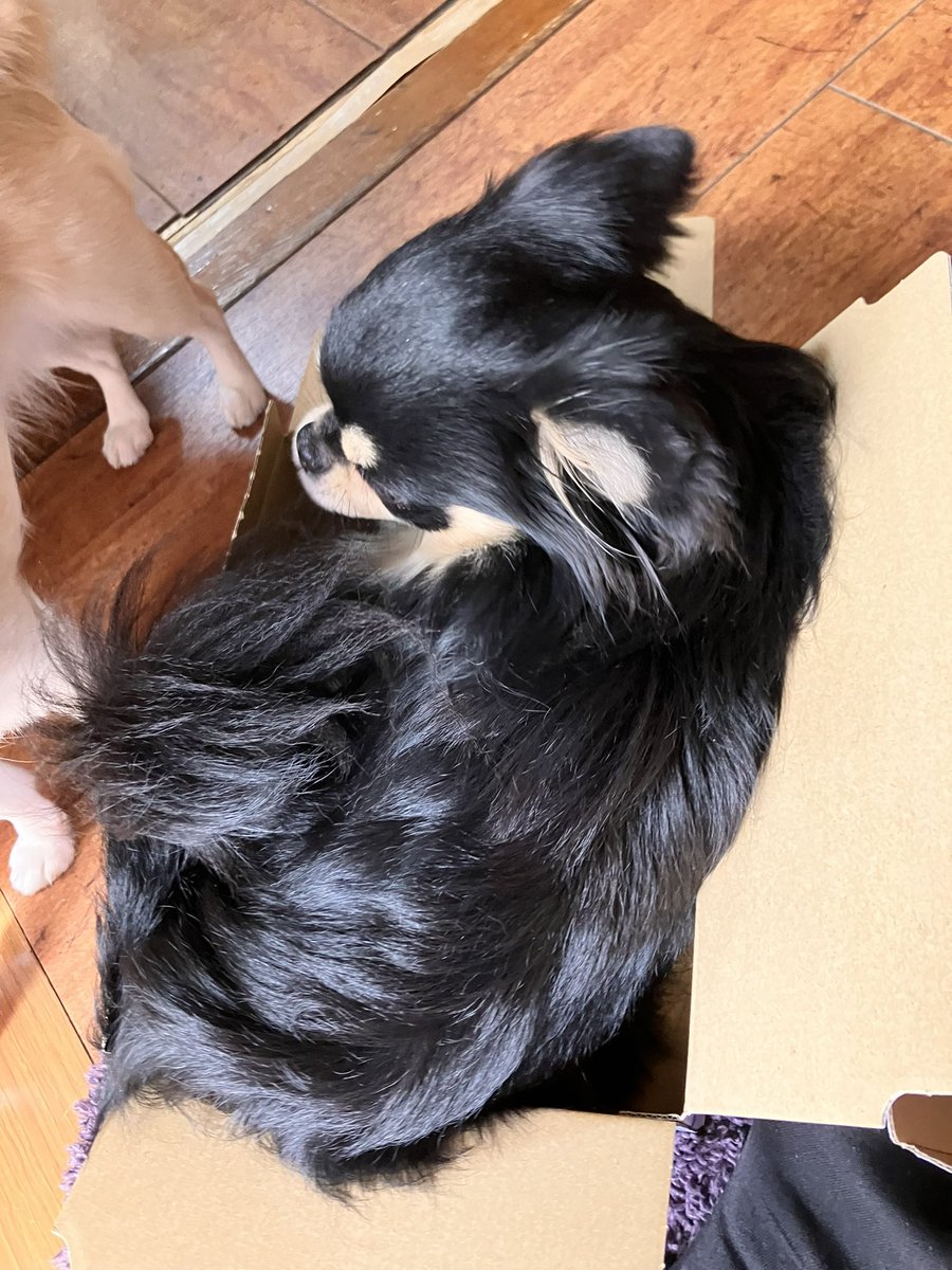 箱に入りたがるイッヌ、猫ちゃんかな？
#チワワのいる暮らし 
#犬のいる暮らし https://t.co/otJcq9XKbD