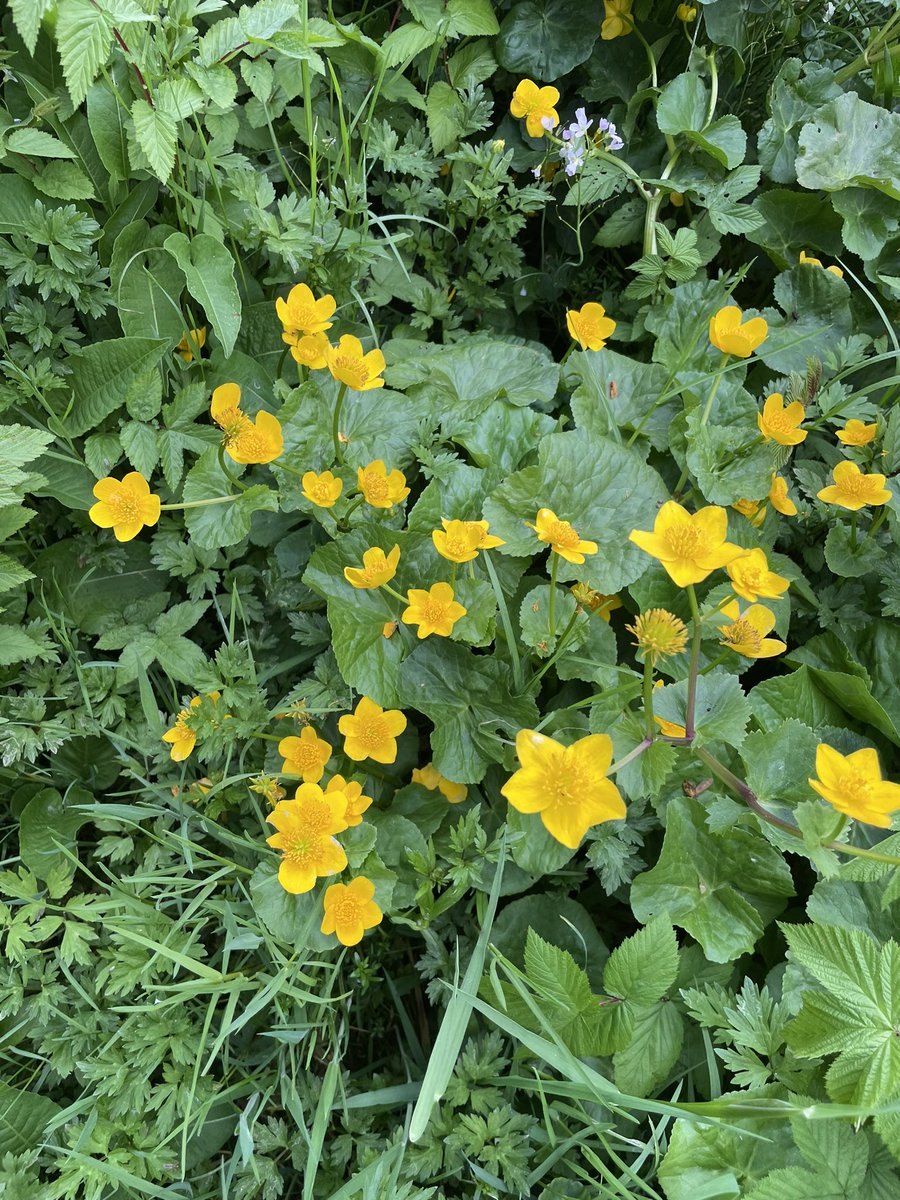 No need to buy flowers, it‘s so nice to see them everywhere along the path on the #sundayWalk with Toni