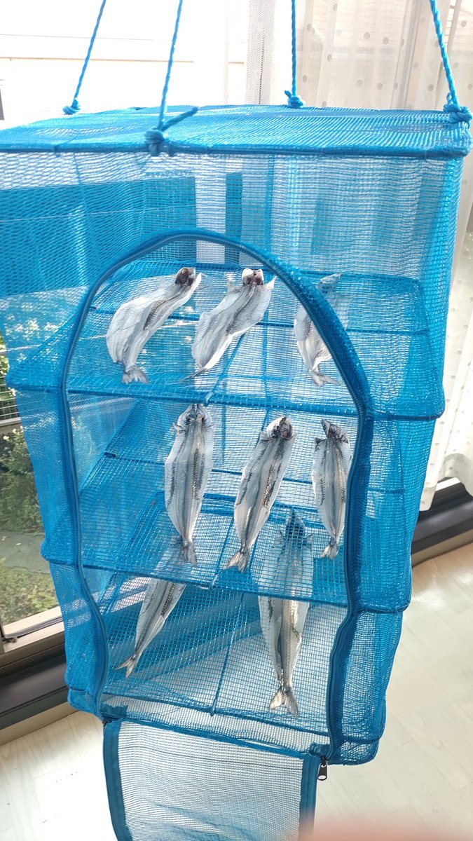 badmojo555's tweet photo. #釣り
最近の釣果
サヨリは釣りたいけどなかなか行きにくい場所にあるのが難点
干物はある程度大きくないと食べにくい
キスと一緒に天ぷらしたいっすね https://t.co/KwFkAuvZWV