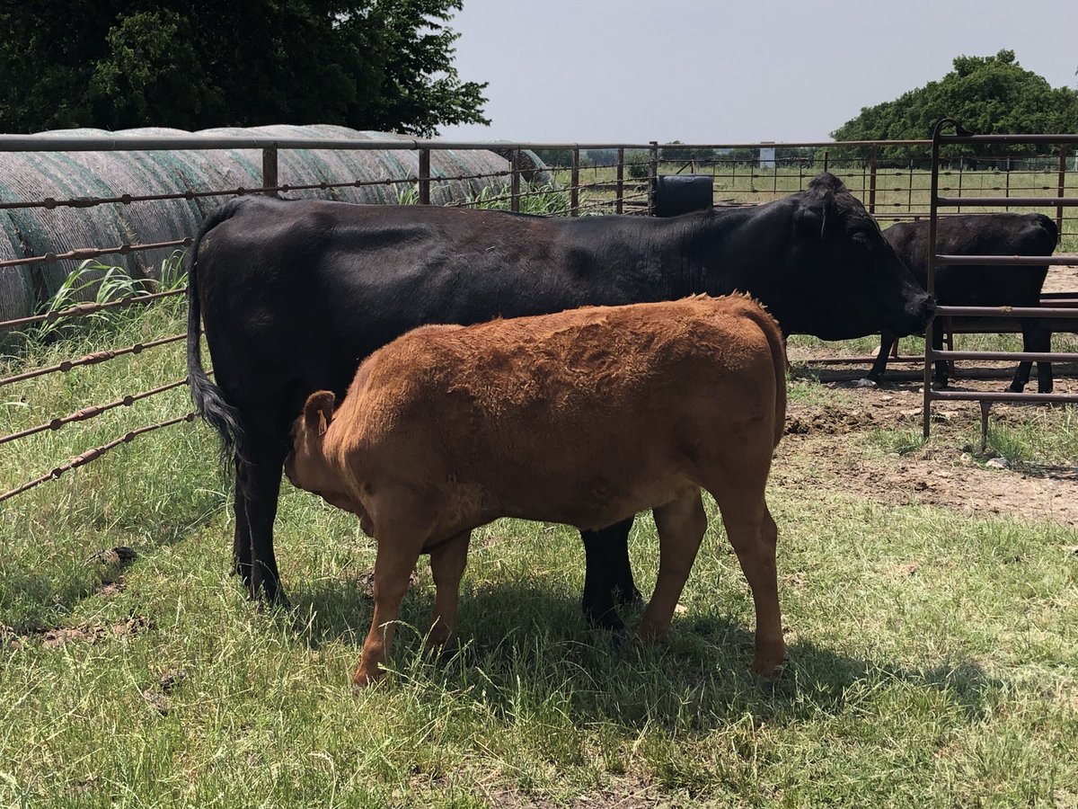 Steve_Gramling's tweet photo. Two of my favorite cows. These girls do their job well every year. Started weaning the Fall calves today. https://t.co/AdUrmFsHUZ