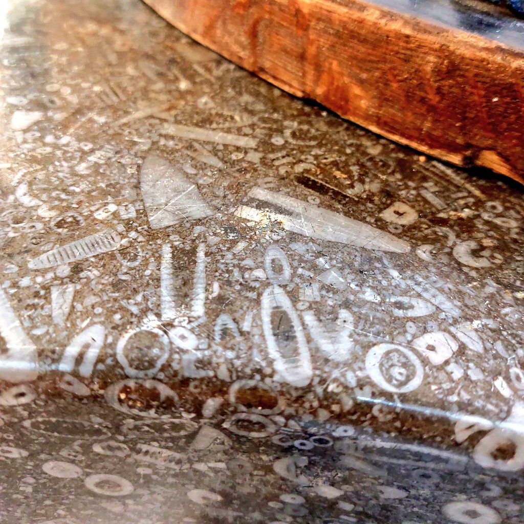 I spotted these embedded in the stone of an 1830 church font today - I'm wondering what they are and what the stone might be? 
#Kirkbymoorside #NorthYorkshire