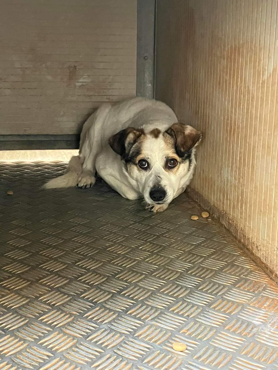 ciceronemio's tweet photo. Il piccolo Birillo 😩 è terrorizzato
era un cagnolino libero, felice; qualcuno lo sfamava ed aveva tutto! 
Quel tutto gli è stato portato via d’improvviso con arroganza!
TAGLIA MEDIA PICCOLA 🆘 maschio vaccinato castrato e munito di chip. 
Dobbiamo trovargli casa 
☎️3289633366 🆘 https://t.co/a6Y5TWDY0I