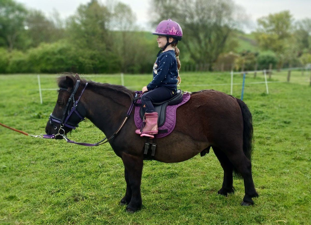SereneSquirrel's tweet photo. Getting showring ready 💜
#LittliestLaird #Barney #StandardShetlandPony #NativePony https://t.co/V3ysFcIGON
