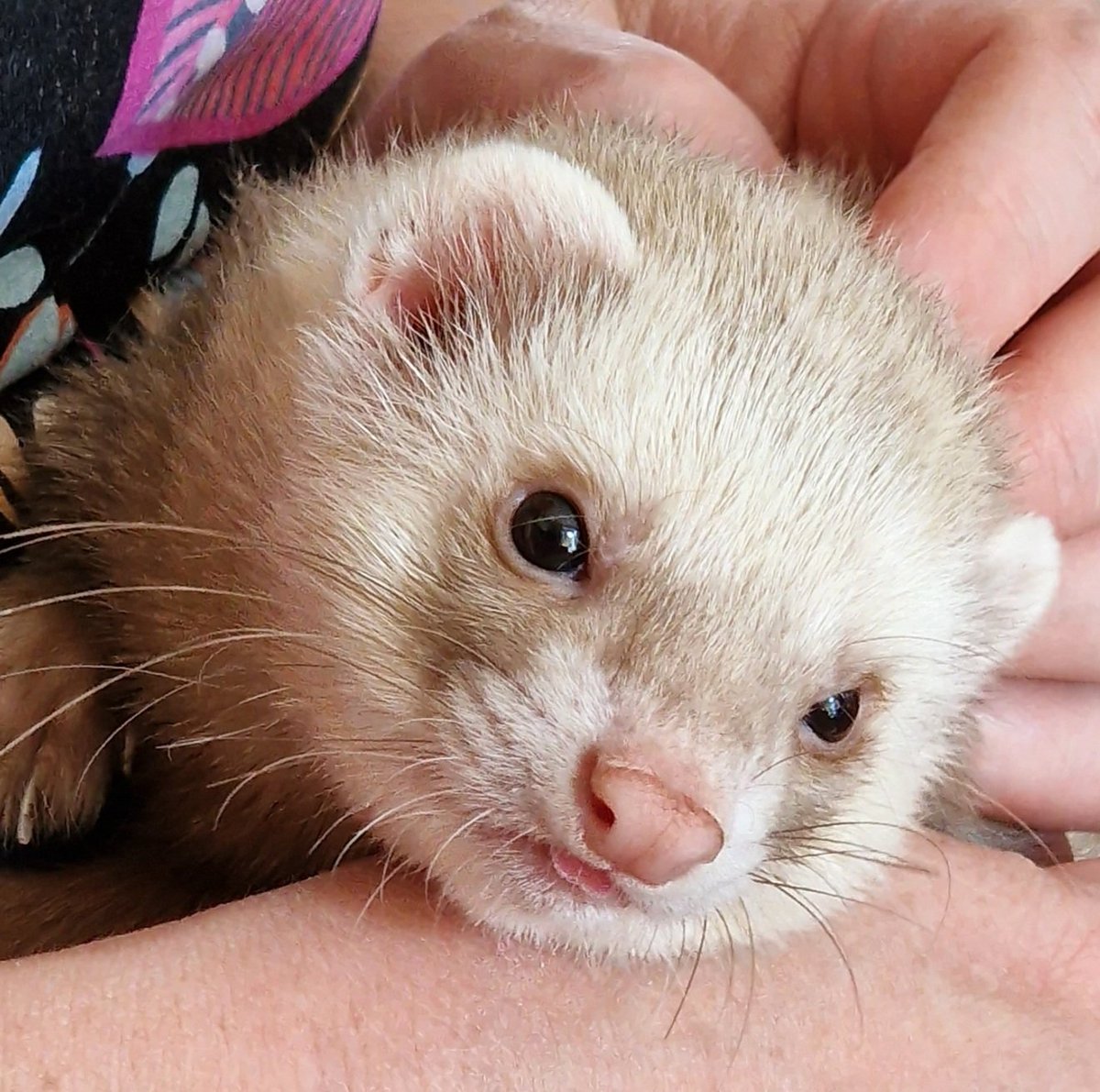 Polo having a cuddle with his tongue sticking out.