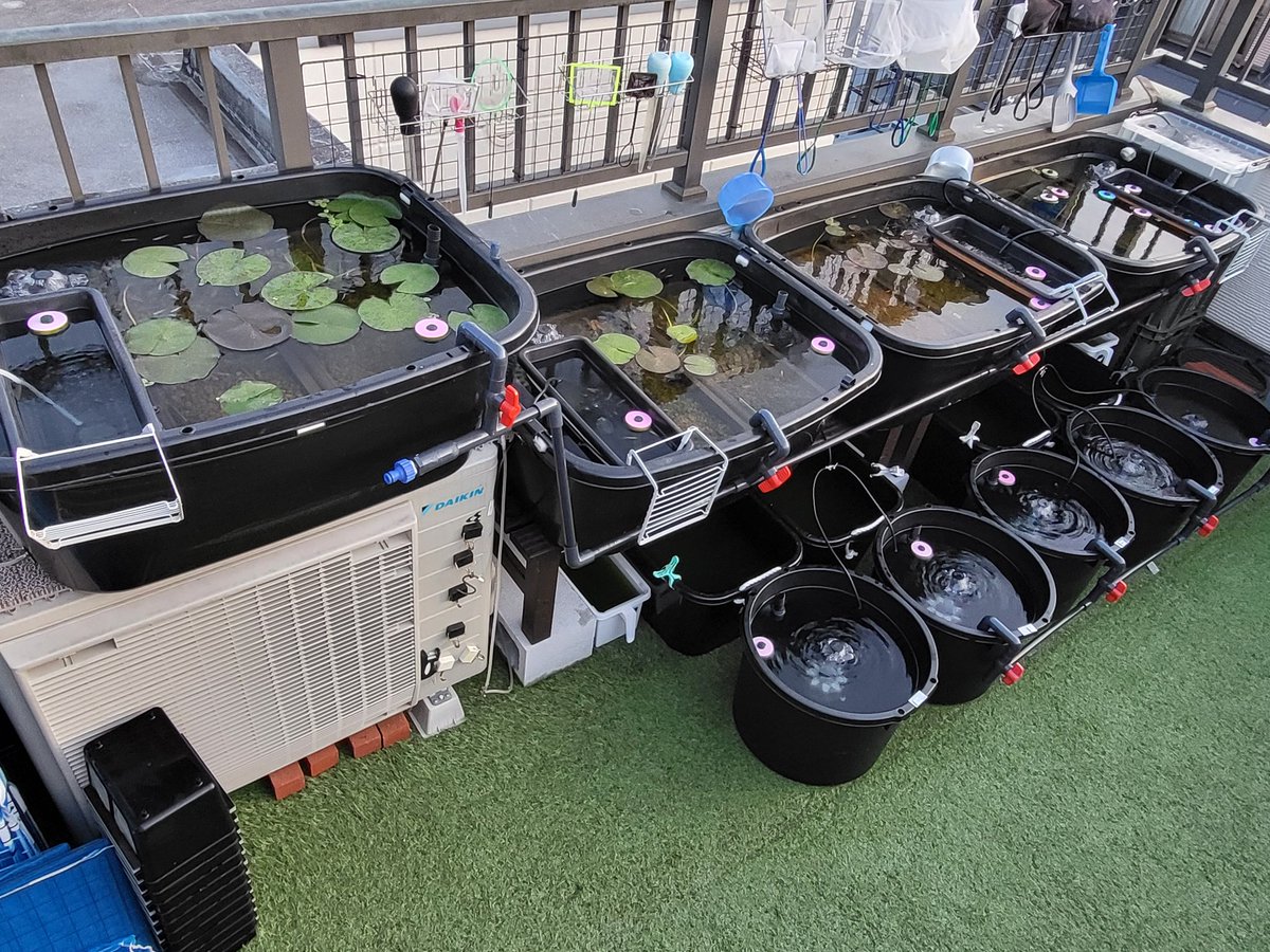 疲れた～。
メダカの容器の掃除と水替えをするのに２日かかった。
卵も孵化し始めたので準備するのに勢いで、全部綺麗にしちゃいました。