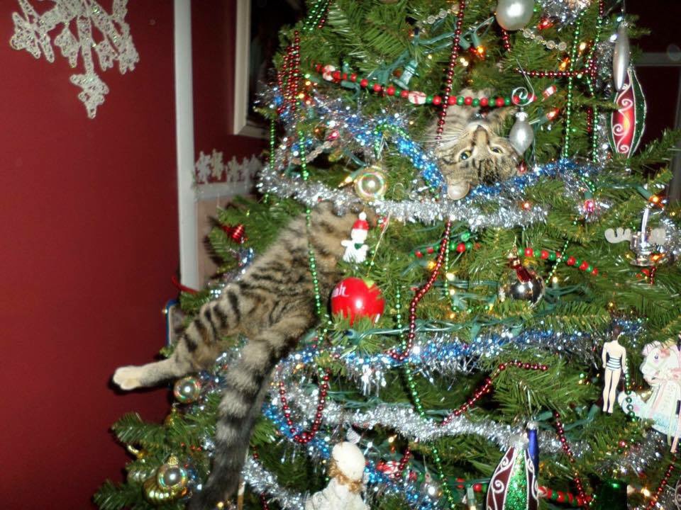 mlleknox's tweet photo. @Thereisnocat_ Reminds me of this photo of my cat Lucy. https://t.co/fOikBDJCih