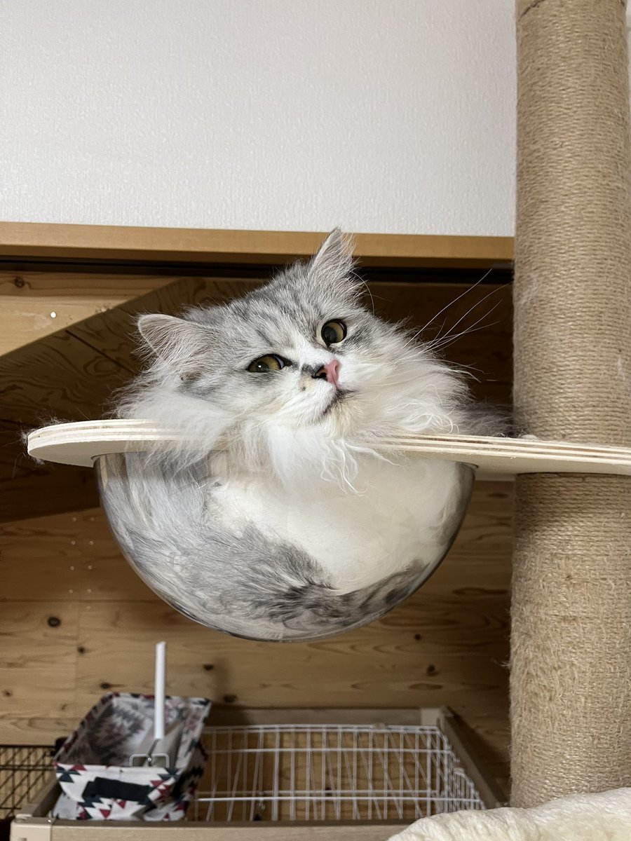 neru_0515's tweet photo. 本日の猫ボール。。。 https://t.co/FTZBSi11go