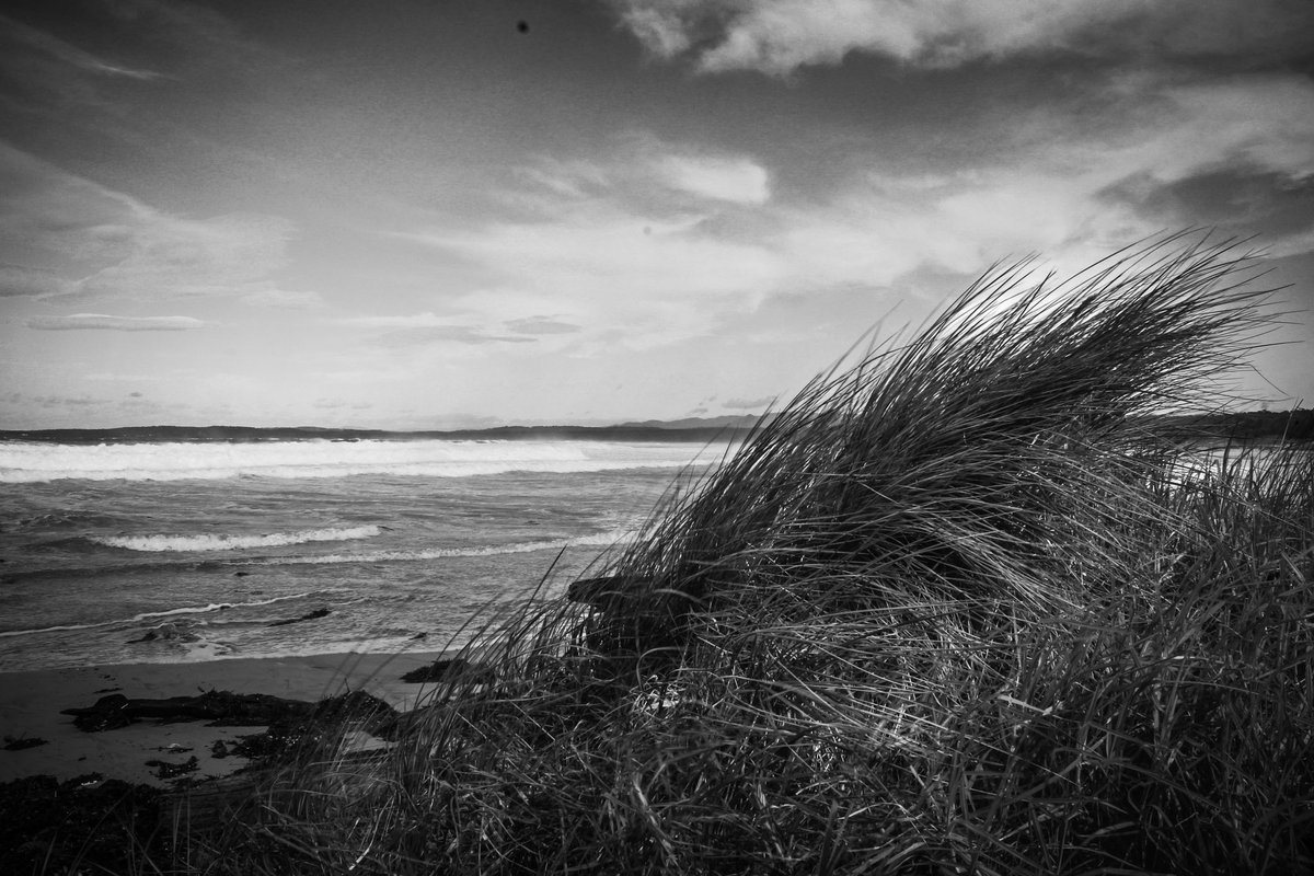 Windswept #blackandwhitephotography