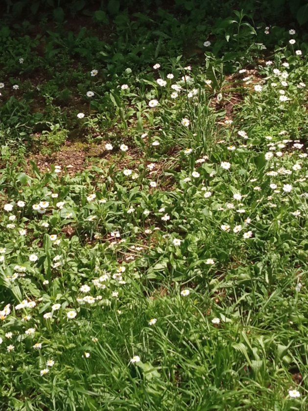 Come la forza di una piccola margherita, che se anche tu tagli l'erba, lei puntualmente torna a colorare di bianco il tuo giardino!
#PoetiStinti
#scrittur