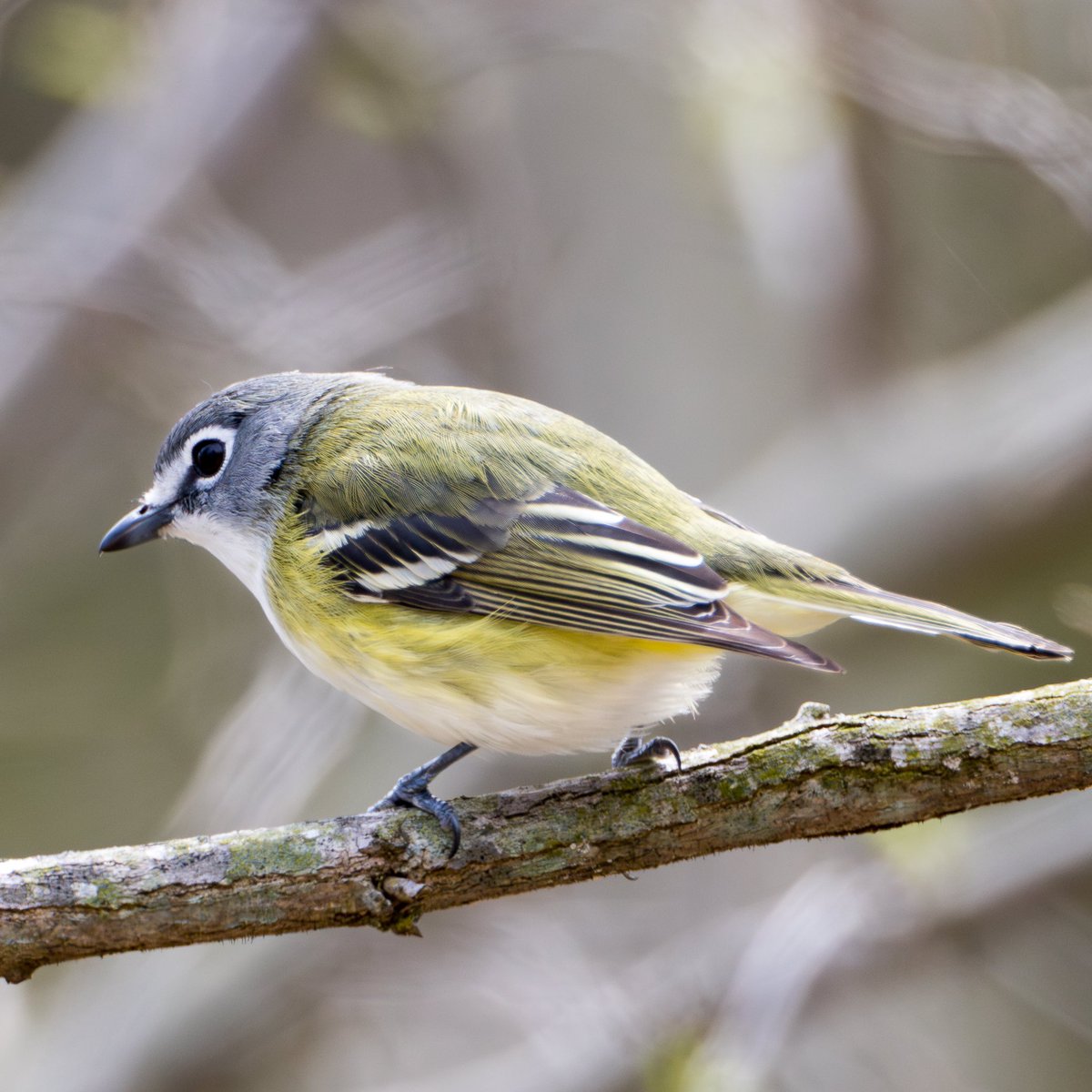 Just started our birding trip at #RondeauPark. Not a species fiesta, but an unexpected treat: More Blue-headed Vireos than usual! 🐦 Quite a shift from last year's Magnolia Warblers. What's your most memorable encounter with a Vireo? #BirdingAdventures