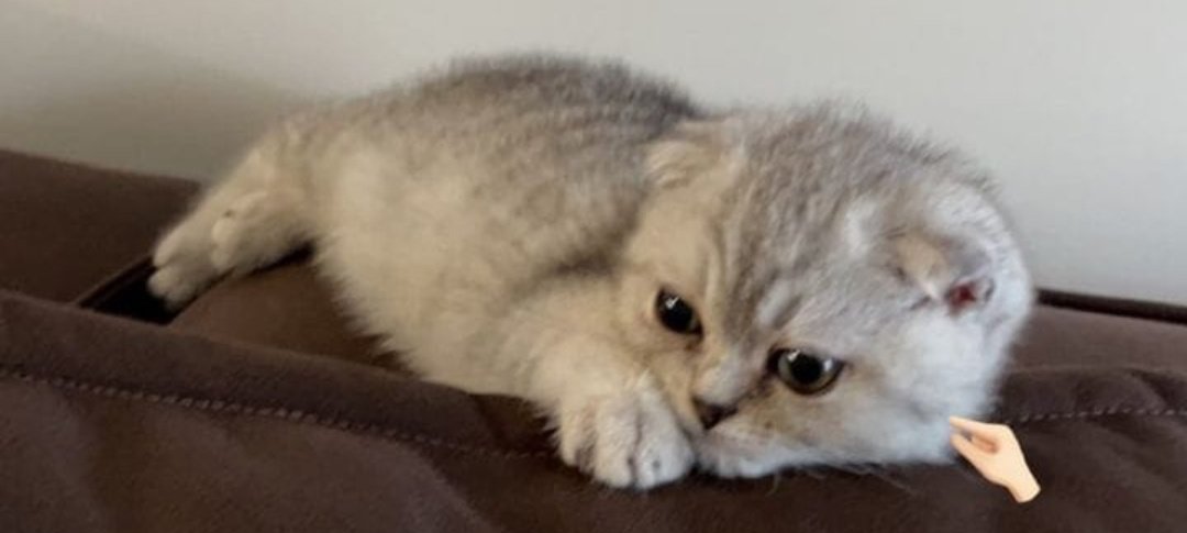 Sushiken kalk bir gören olacak #AyTol