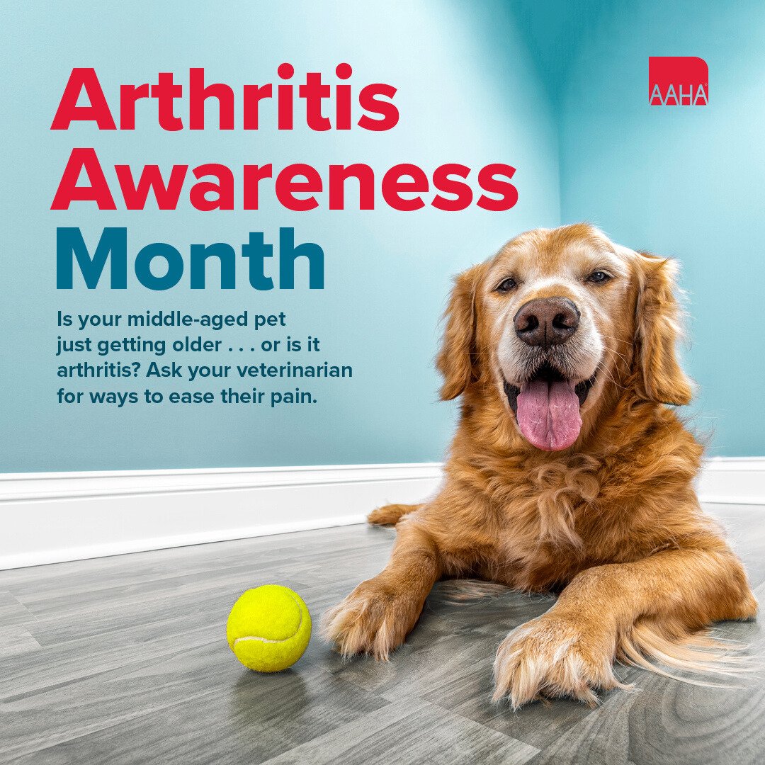 Although arthritis symptoms can differ from cats to dogs, there are some common things you can look out for:
• Limping
• Swollen joints
• Loss of appetite
• Unusual weight gain
• Accidents in the house

#arthritis #arthritisawarenessmonth