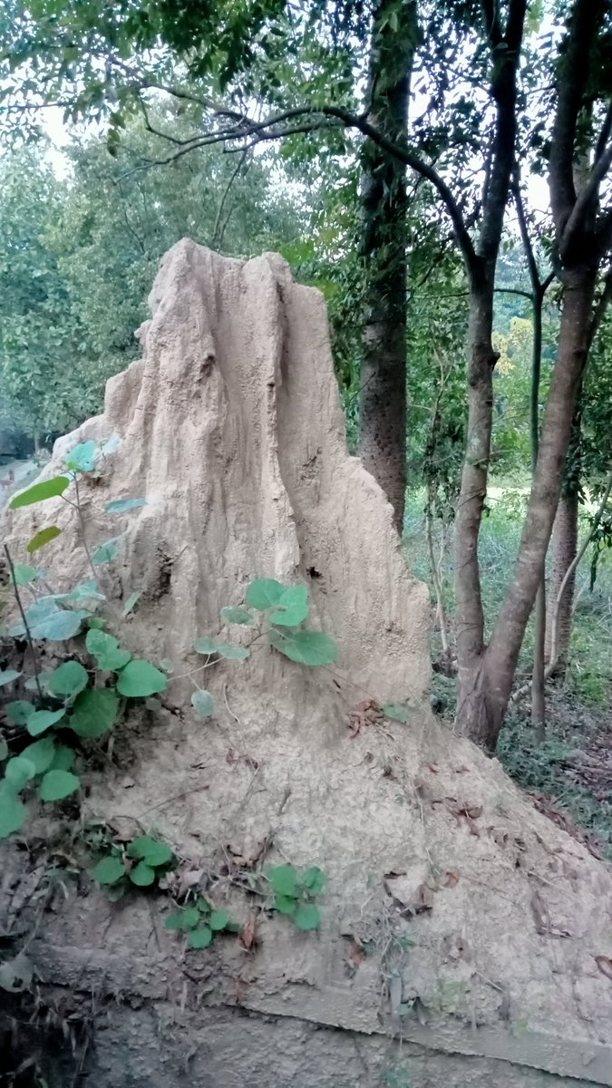 DrShilpaPandey1's tweet photo. Incredible TermiteMounds👁️@WII #Dehradun🇮🇳
#Termites (ecosystem engineers) build huge #termitemounds (hotspots of fertility) are temperature controlled &ventilated cooling systems. Occurrence in forest give insights #ecosystemstability #healthofenvironment
Need more attention🙂 https://t.co/C7Ez8c1KWp