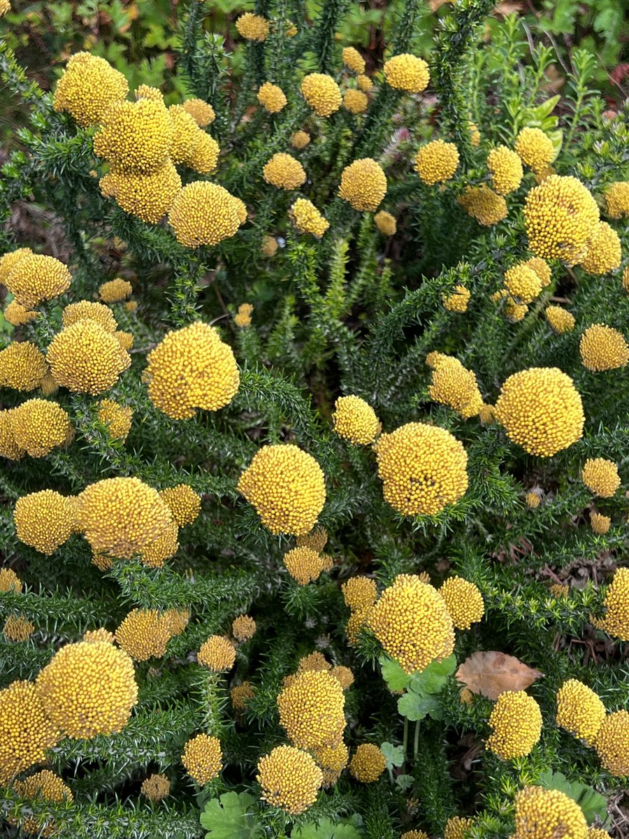 #YellowSunday My bestest colour 💛