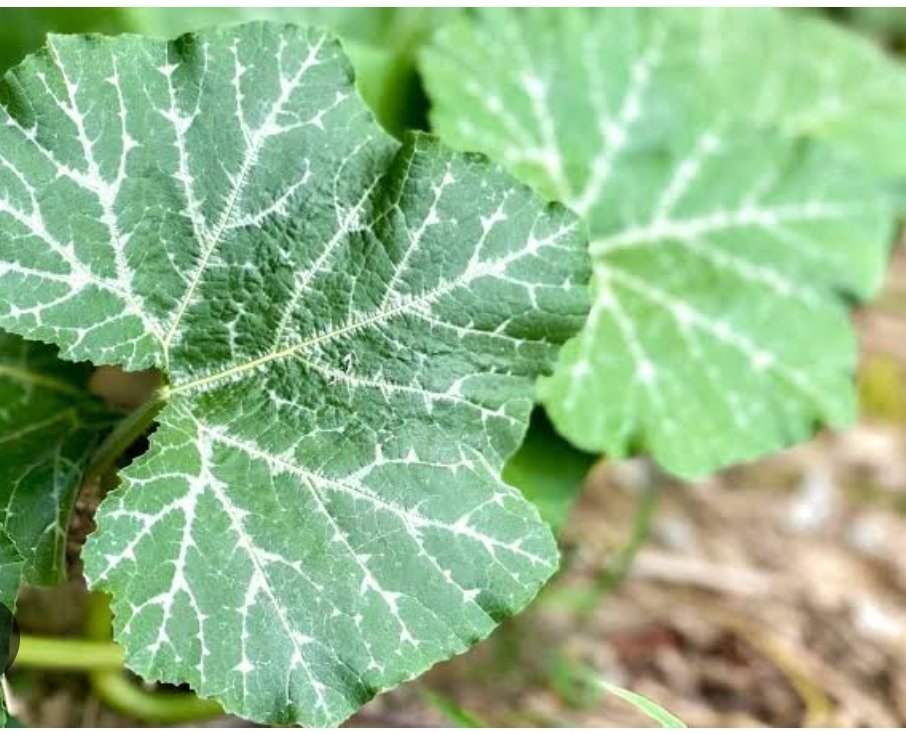 daddyowenmusic's tweet photo. Lhisebhebhe.. (Pumpkin leaves)

#LuhyaDictionary https://t.co/crAXQwixZY
