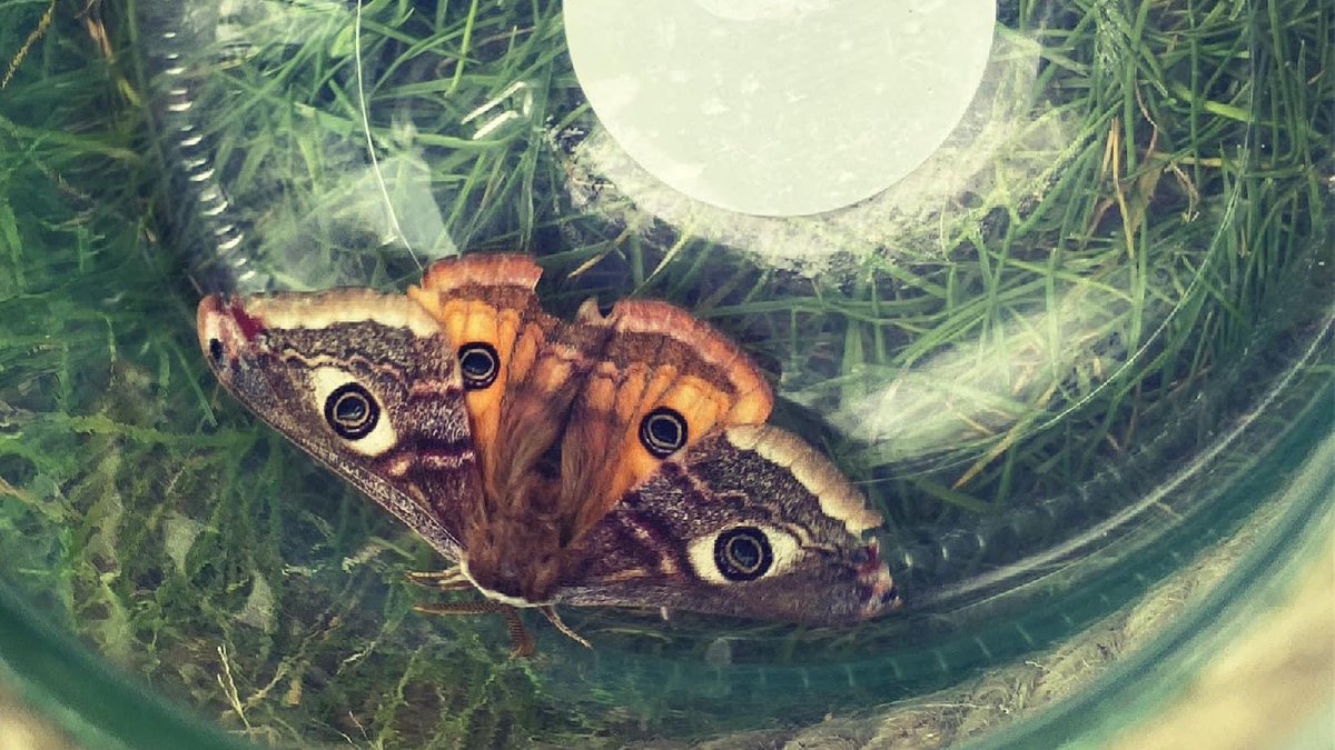 nishaparmar191's tweet photo. Warm..sunny and breezy in our parts..not seen any butterflies apart from the one holly blue in the garden plenty of orange tips and brimstone in the surrounding hedgerows.. we look forward to the garden moths #emperormoth https://t.co/Zum8f0Yjvi