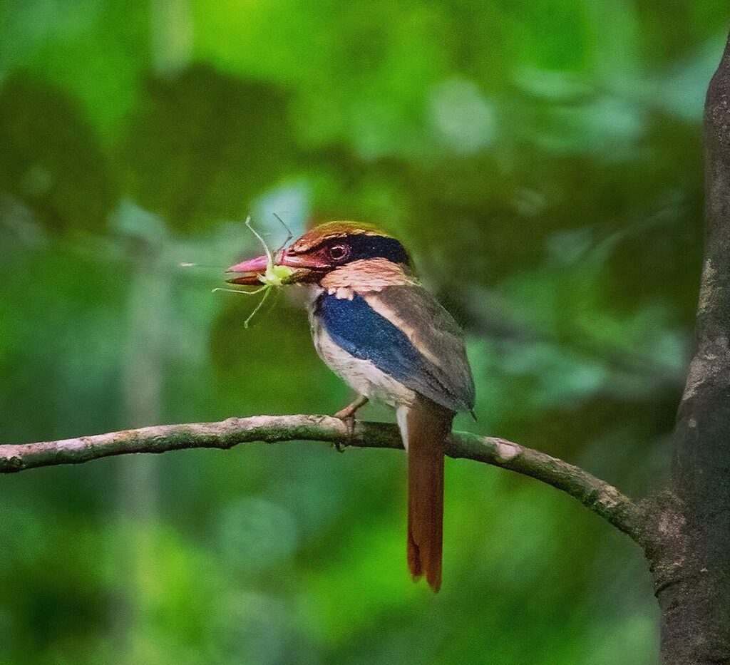 rovinglight's tweet photo. The beautiful Sulawesi Lilac Kingfisher - endemic to Sulawesi of course!

#travel #laterpost #sulawesi #indonesia #tangkoko #birdwatching #birdspotting #lilackingfisher #kingfisherofinstagram #wanderer #rovinglight https://t.co/LZQh3cY6OQ https://t.co/mrrsLSBIHH