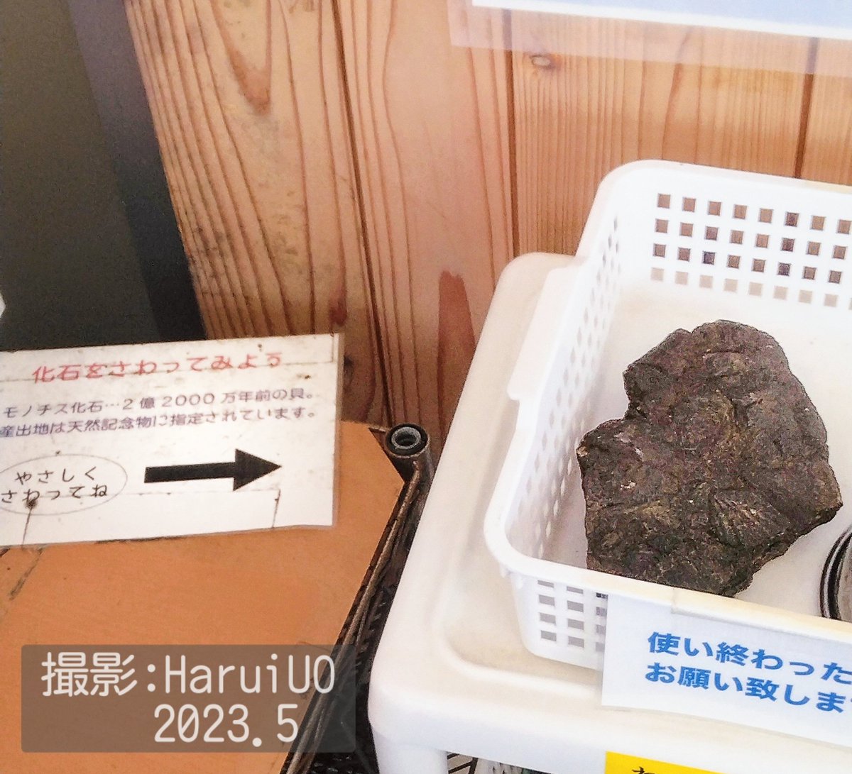 haruiuo_ch's tweet photo. #道の駅さんさん南三陸
の #さんさん商店街 も先日訪れました✨
画像①② #モノチス 化石をさわってみよう！の展示コーナーありました！☺️
③ #化石ガチャ 発見!！
2回まわす◓))✨
④家に帰ってから、そっと開封…どちらもモノチスでした（笑
#オクトパス君 と一緒に撮影🐙📸
#南三陸 は化石の町☺️ https://t.co/Rviw7Gap9n