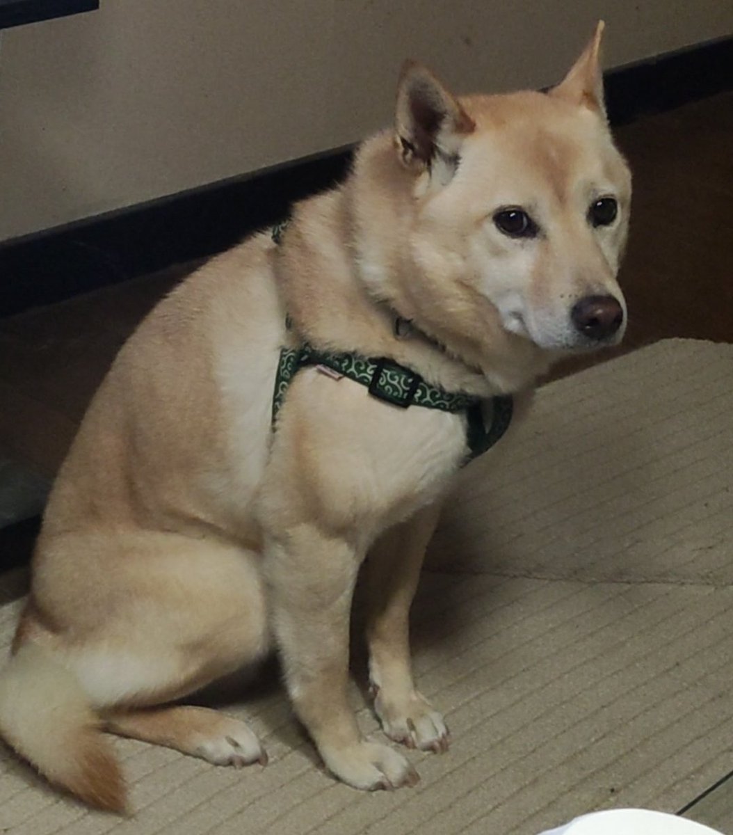 tabun_kit's tweet photo. #迷い犬　#迷子犬　#岡山　#中区　#目撃情報
■■写真は別の犬です■■

東山、護国神社あたりで、写真のうちの犬と似た犬を見たという情報をいくつも頂いています。ここ数日で何件か入っているので、護国神社あたりをウロウロしているのかもしれません。
探している飼い主に届け！！！！ https://t.co/RV2D3oWHjL