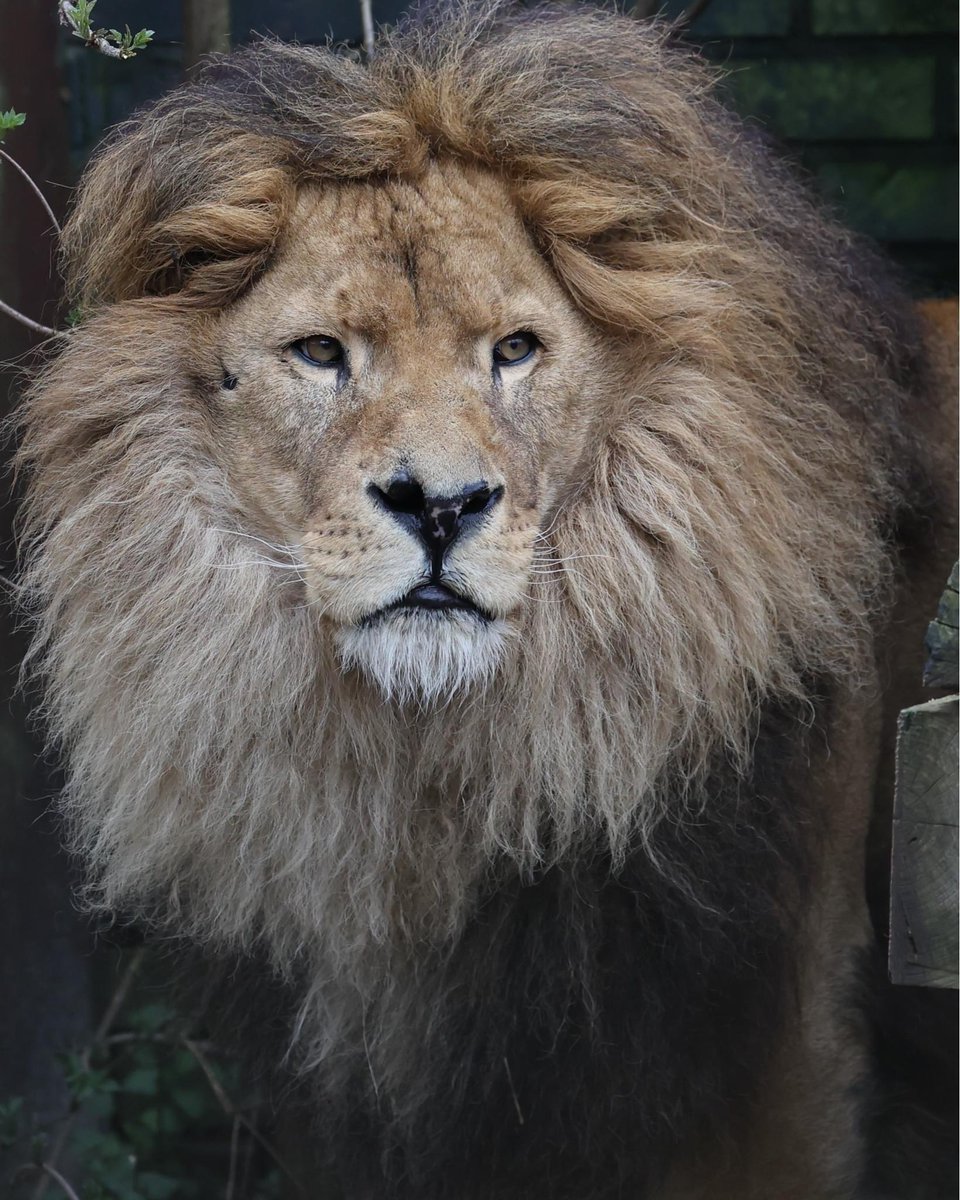 VIERVOETERS's tweet photo. Feest! Bobby viert deze maand zijn 4e FELIDA-jubileum! 🎉 Gered uit de 'Zoo from Hell', nu een zelfverzekerde leeuw met indrukwekkende manen. Trots om voor dit prachtige dier te mogen zorgen.🧡 #dierenwelzijn #leeuw #FELIDA #VIERVOETERS
📷 Jeanine Noordermeer https://t.co/u7zusNjNNO