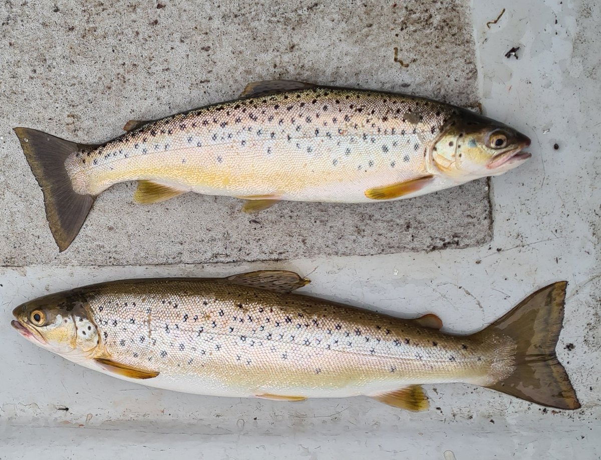 LevenStevens's tweet photo. Taking a brace for the smoker.
#LochLeven
#Trout
#Troot
#fishing
#fishinglife
#flyfishing https://t.co/J6EpmP5lLa
