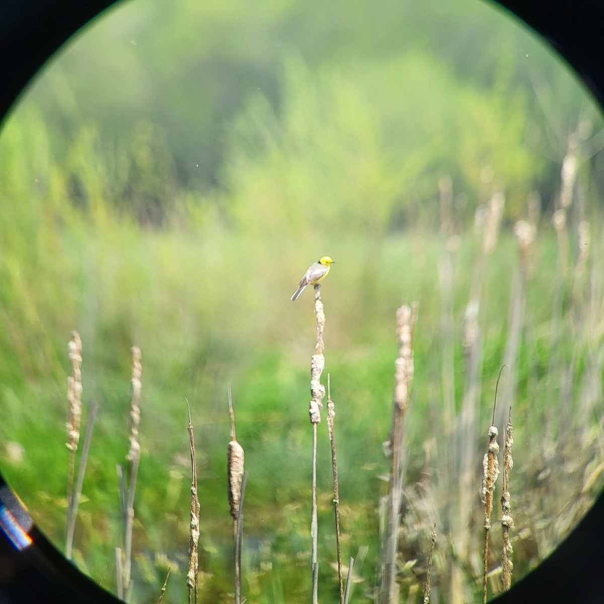 watchingSK's tweet photo. This week has been really fascinating! We experienced many breathtaking moments and interesting meetings. 🤩 Do you recognize both of our rare feathered photo models?🐦
#slovaknature #birds #birdwatching #watching #nature #NaturePhotography https://t.co/hMavQ5Bj8D