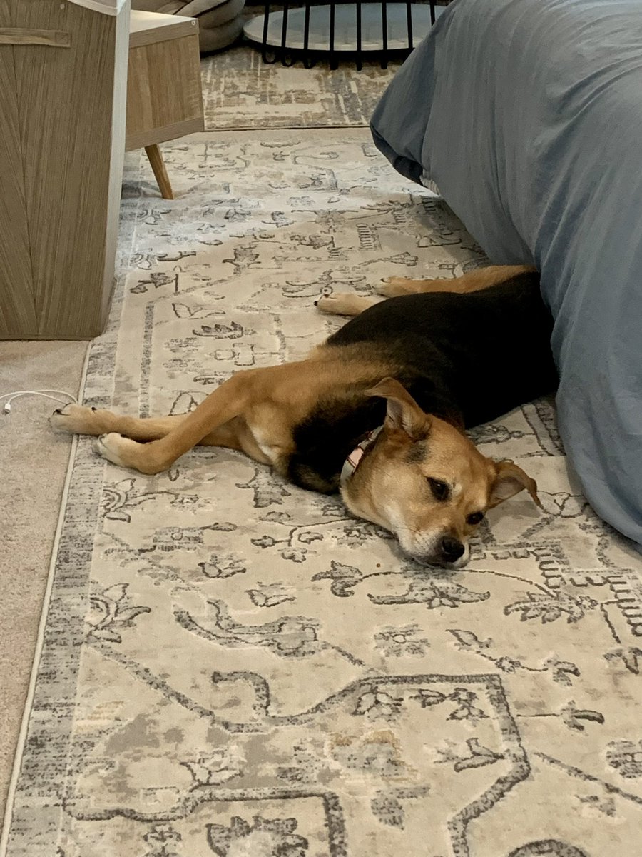 BaliTomato's tweet photo. Bali’s update: still groggy from the sedation but the pain meds is helping. Bali went for a tiny walk to do her business. Baby Hu interaction is limited so Bali can heal. Thank you again everyone for all of the pawprayers and good vibes❤️‍🩹🐶🍅 https://t.co/jiNqOJcYwq