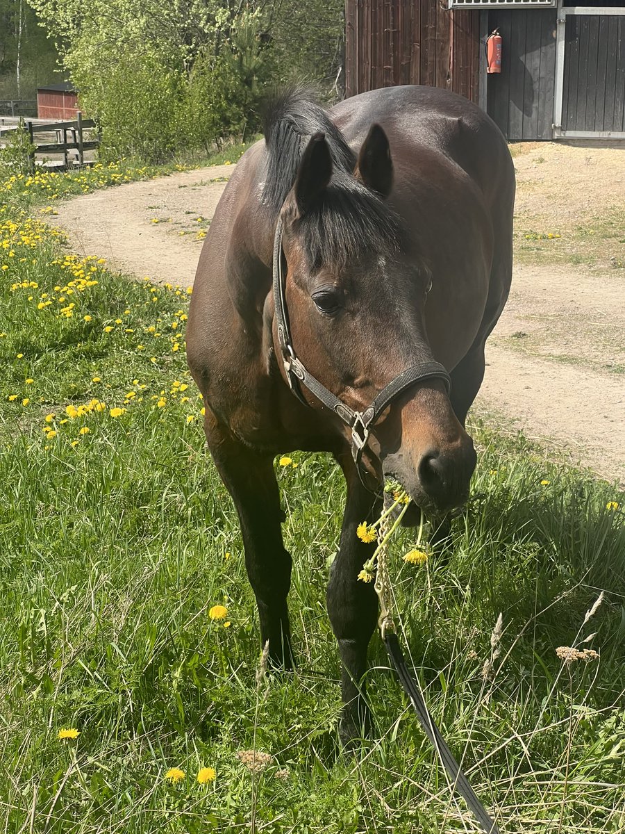 Idag gratulerar vi Scarlet Knight på sin 25 års dag 🎉💥🥕🥕🥕💥
