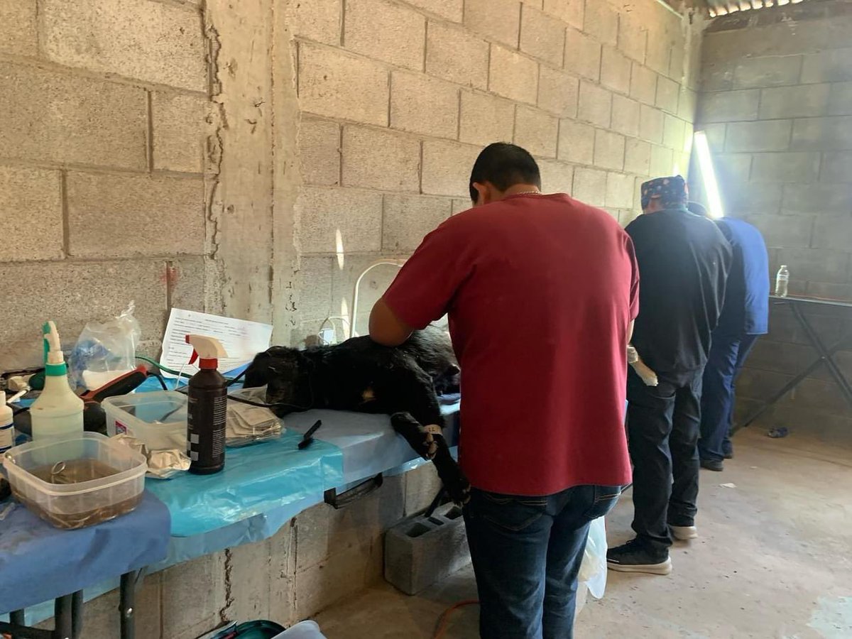 CompassionCopp1's tweet photo. HUGE thank you to all those volunteers who came out and made it possible for 353 animals to be sterilized🙏 and to all our supporters for following us along the way❤️
Support that goal by donating https://t.co/UgNkbq43HQ https://t.co/agbAIAqT8o