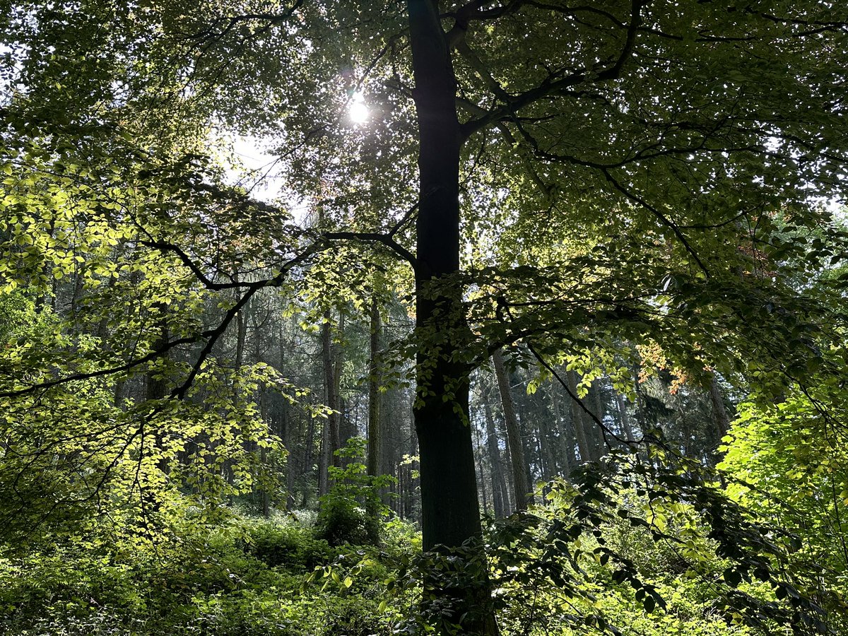 ManelRoura's tweet photo. My walk todayβ¦a power walk to the top of #Ercall, #Wrekin and Little Hill this morning with Millie. Gorgeous scenery, colours and weather. #Telford #Shropshire https://t.co/6sSMk3usce
