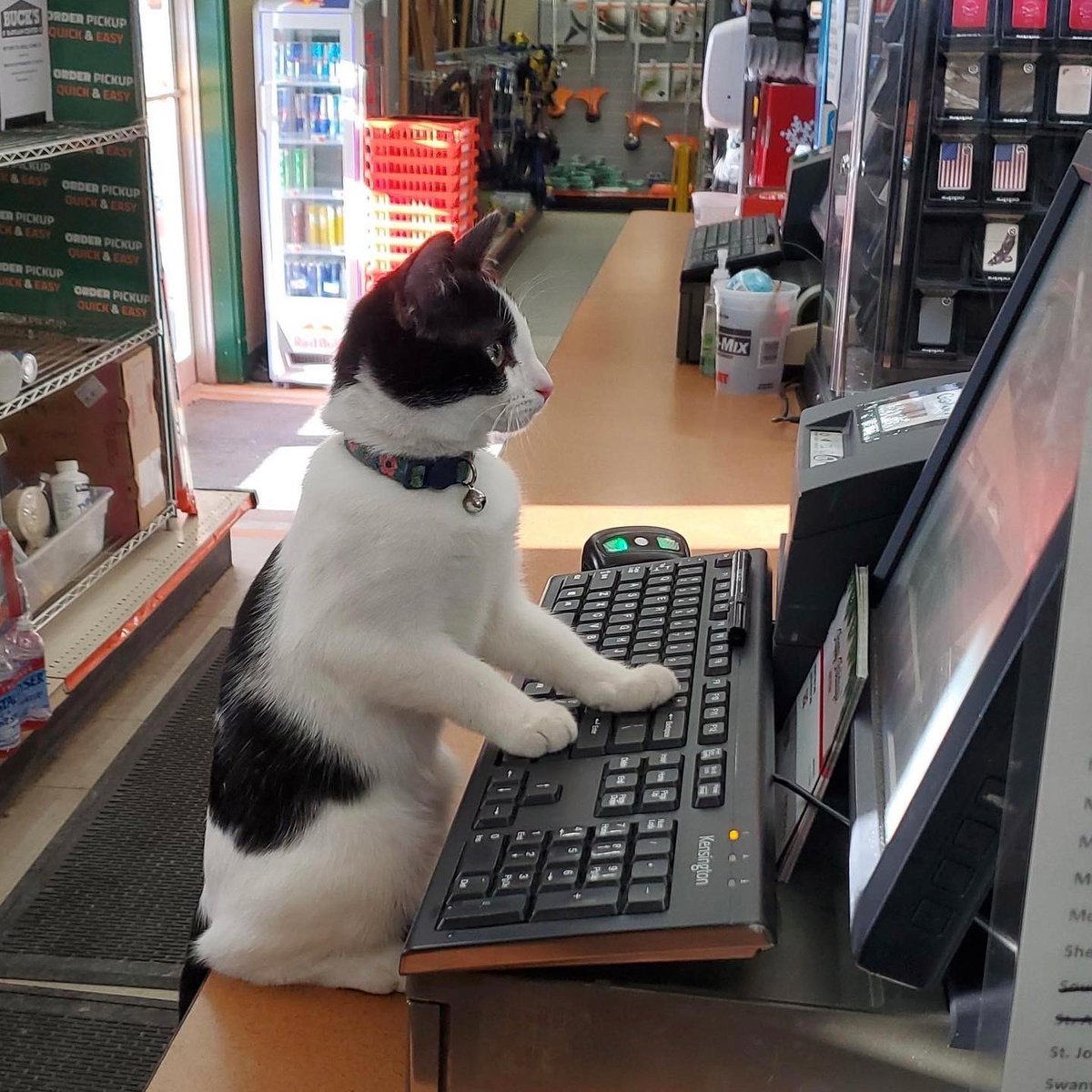 AubuchonHrdware's tweet image. Ever wonder who runs this account? #StoreCatSunday