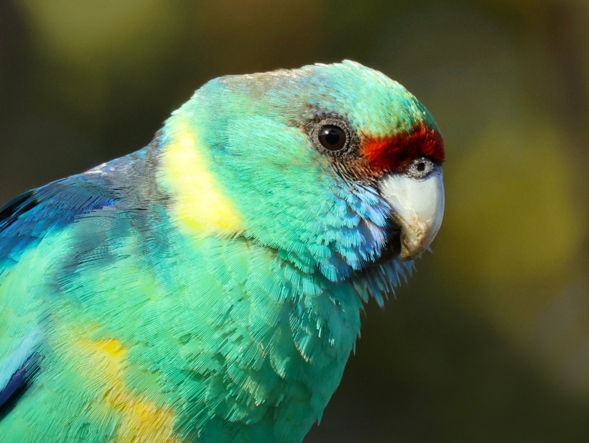 SandyHorne61's tweet photo. Portrait of a mallee ringneck parrot.
Gluepot Reserve.
#fluffenchops https://t.co/FVsMJ7Cfbp