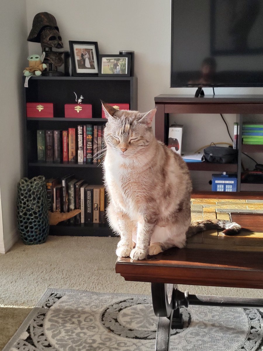 KrisOnceWas's tweet photo. Peanut's favorite spot for a sit nap. I'm honestly shocked she's never fallen off that corner.
#CatsOfTwitter #mutedcalico #catlady https://t.co/BEBusPXWUm