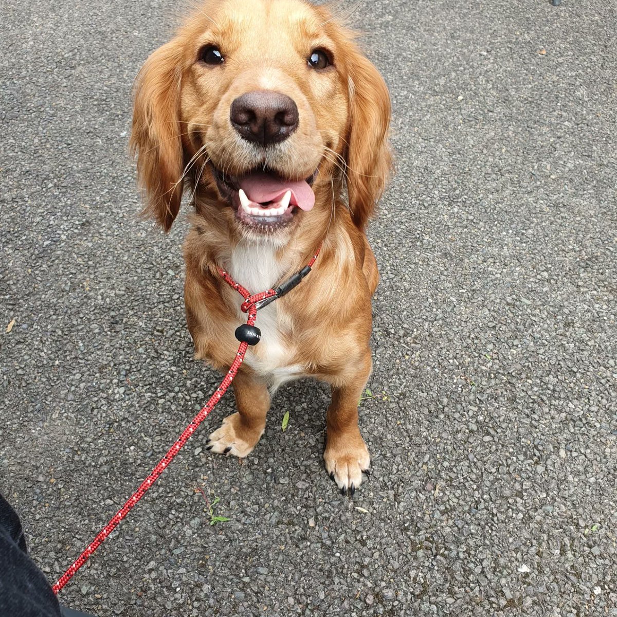 casfoosnbrandy2's tweet photo. Garden centre trip! https://t.co/BB4RHFHJJv