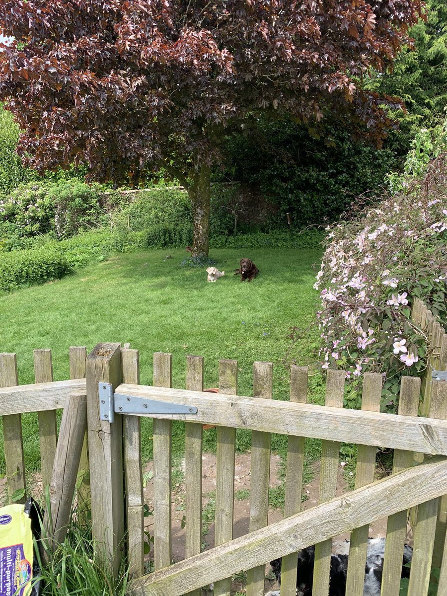 woolanthings's tweet image. Lovely garden day …… early summer really here, now for the bees 🐝