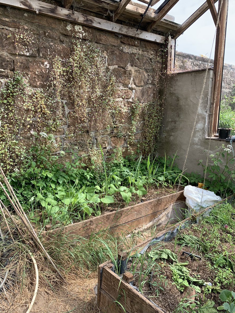 woolanthings's tweet image. Lovely garden day …… early summer really here, now for the bees 🐝