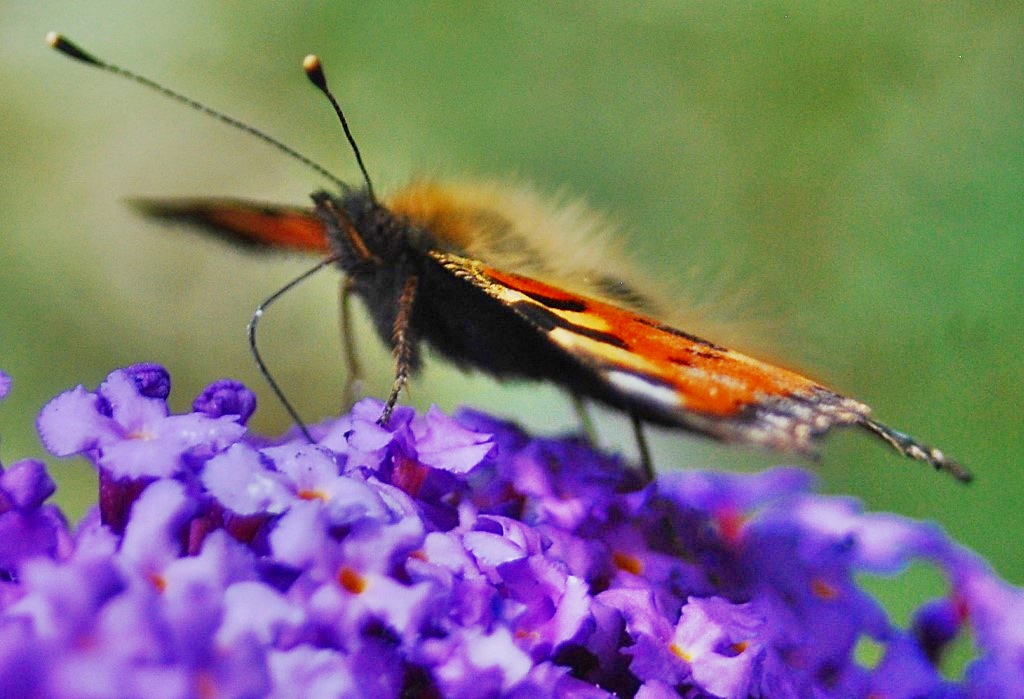 TheSuffolkMan's tweet photo. #TotoiseShell #Butterfly https://t.co/Le7MwXCkEJ