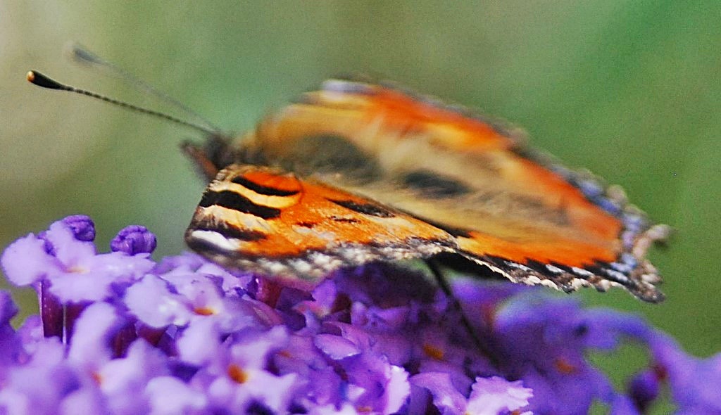 TheSuffolkMan's tweet photo. #TotoiseShell #Butterfly https://t.co/Le7MwXCkEJ