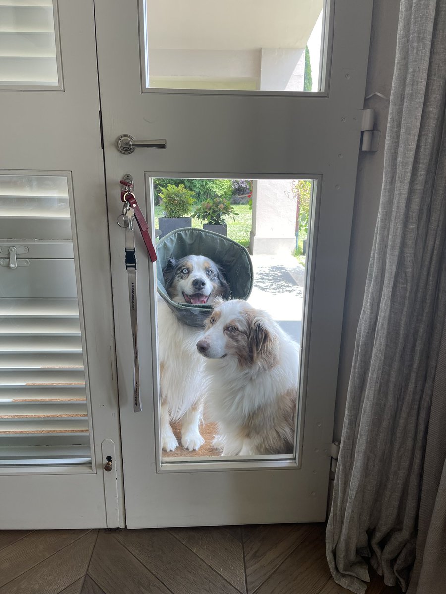 0xVarano's tweet photo. Happy Sunday legends ☀️ 

Make sure you soak up some quality time with your loved ones today. As for me, I'll be hanging with these two mfers https://t.co/OXSriH3GGn