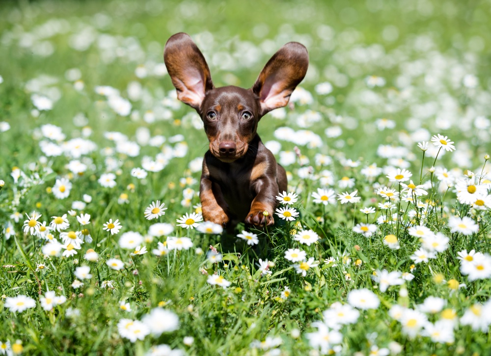 all_about_mutts's tweet image. Wings for ears