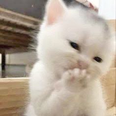 leenaporpor's tweet photo. นี่คือแมวที่แฮปปี้ทุกวัน😽💘 https://t.co/W5qfjopUOc